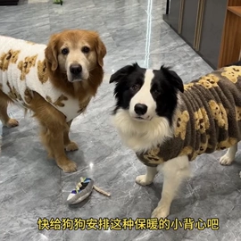 狗狗服装;猫猫牵引;狗狗牵引