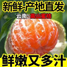 云南早熟青皮蜜橘薄皮橘子孕妇新鲜水果酸甜桔子整箱青皮桔子批发