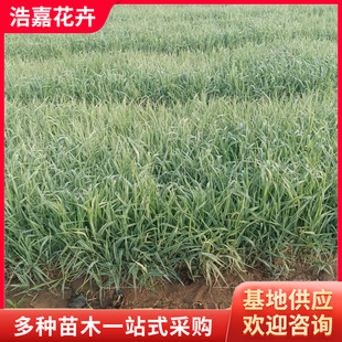 Jade Grass Seedling Potted Aquatic Plants, Evergreen Landscape, Cold-Resistant and Heat-Resistant Plants, Community Jade Grass
