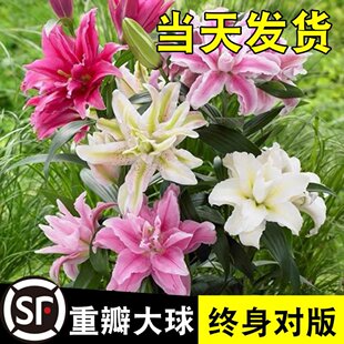 һ�����l�M���ذ���ˮ�ٺϷN����otla�ļ���������绨��ֲ����