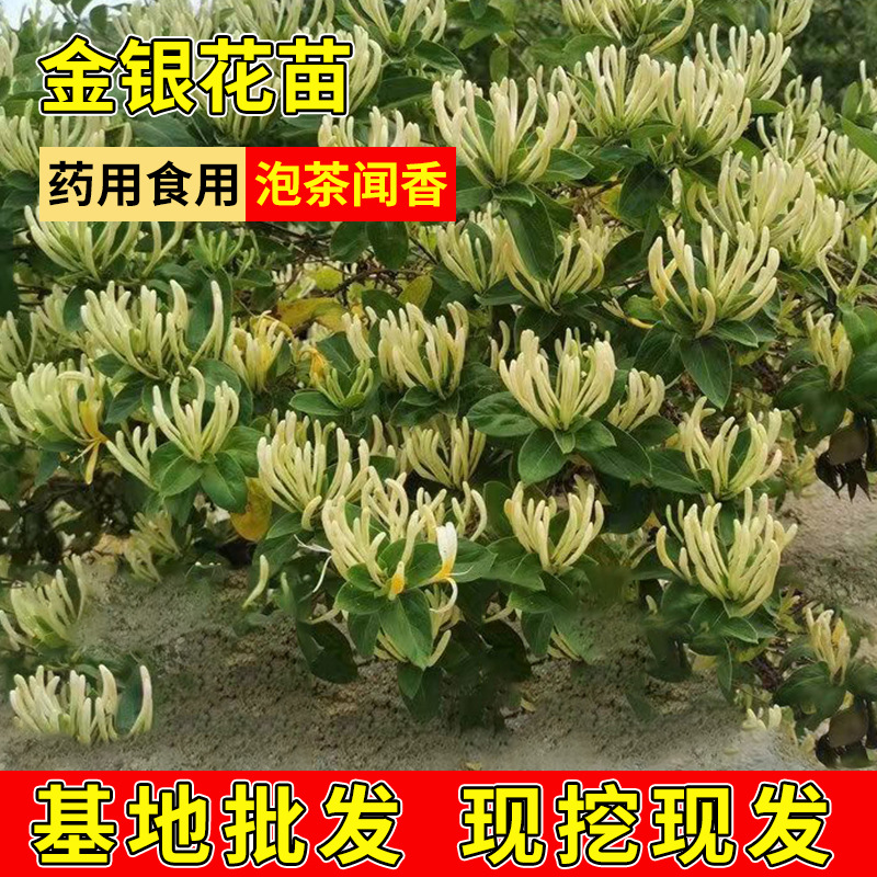 四季金银花苗盆栽可食用泡茶树型黄白金银花树苗食用药用爬藤植物