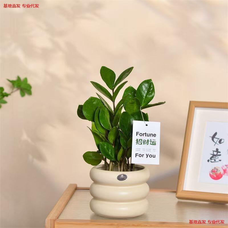 Money Tree Potted Plant, Fortune Tree, Green Plant for Indoor Air Purification, Easy to Care For, Bonsai