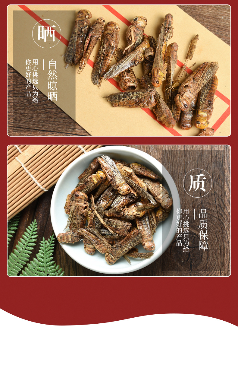 Dried Locust (Locusta migratoria) — Edible Farm-Raised Grasshopper, 500g Bulk Food Ingredient quality and texture