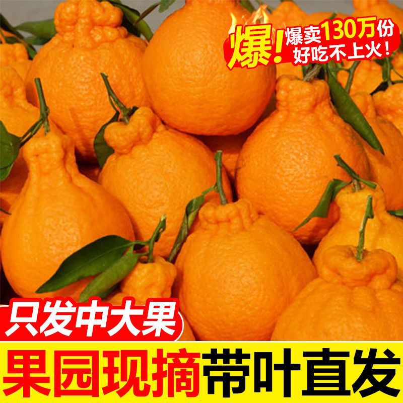 四川丑橘不知火橘子桔子柑橘丑桔3/5/10斤装丑柑水果新鲜厂家批发