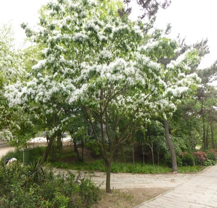 Аутентичный саженец с кисточками, привитый на корневище османтуса, для всесезонного посадки в горшках на северных и южных дворах.