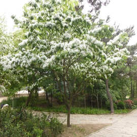 一件代发正宗流苏树苗油根子嫁接桂花砧木南北方四季盆栽地栽庭院