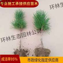 ����С����ɘ����辰�����ز�ֲ��G��������ľ�ļ��������ֱ�N
