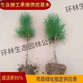 黑松小苗黑松树苗盆景造型素材植物绿化工程苗木四季常青基地直销