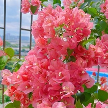 ��Ʒ����÷���������ذ���̨�����Ϙ��͟��ļ����B�GֲͥԺ����