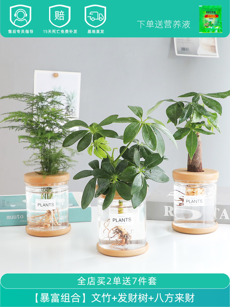 [부자조합] 아스파라거스 + 머니트리 + 사방에서 오는 돈 (무료 영양액)