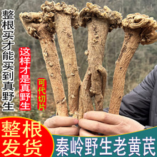 ҰɽSCǃɱΗlˮѪʲhS