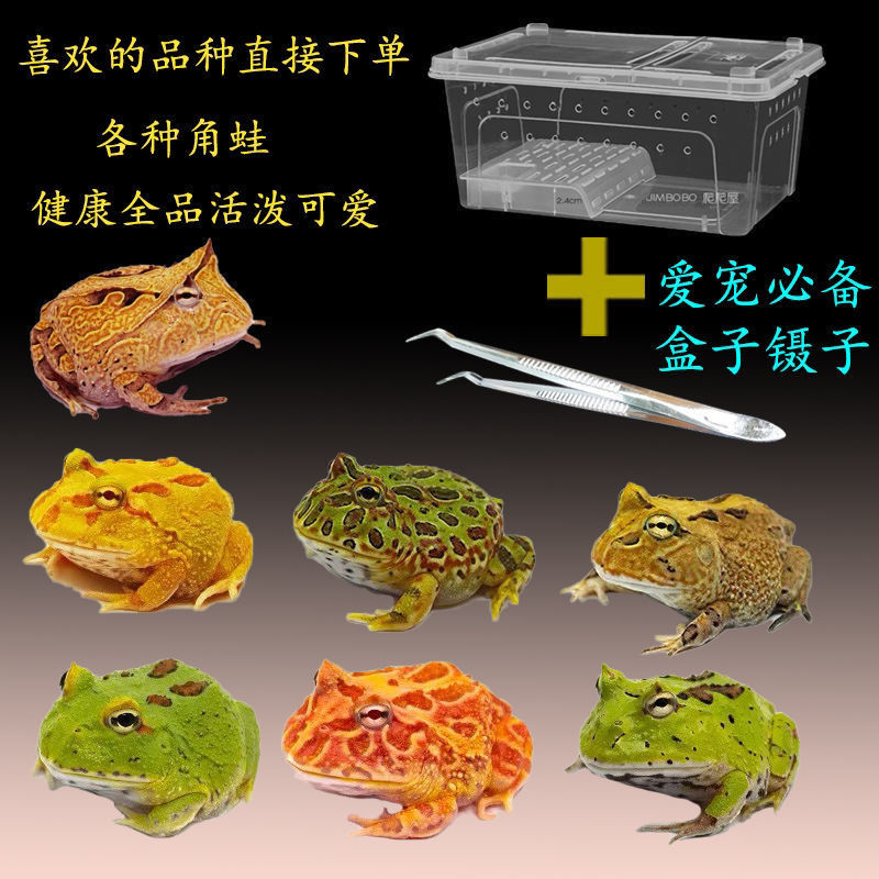 Horned Frogs Living creatures living thing Pets Watch Amphibious Strawberry Pumpkin gold Africa Bullfrog Uji Frog