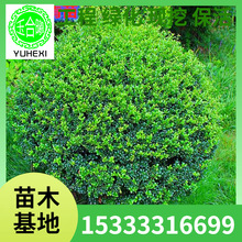 ���l���ؾG������С��ͥԺ���Ԙ䶹�궬�� ���������� ���׶�����