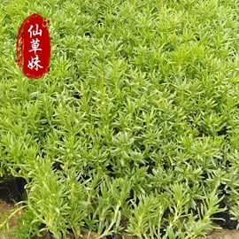 宿根花卉;一二年生花卉;灌木