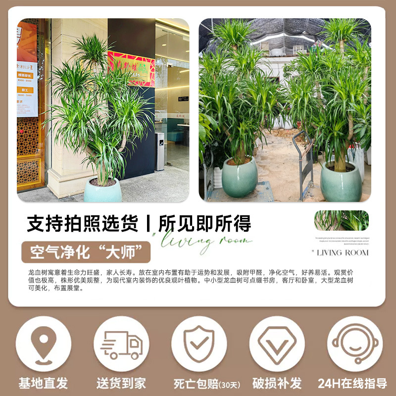 商品图