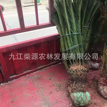 �N���K�FС�硢�Pβ�����F�䡢�Pβ�ɡ��K�F50cm�K�F150cm�Pβ�F