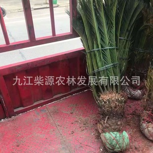 �N���K�FС�硢�Pβ�����F�䡢�Pβ�ɡ��K�F50cm�K�F150cm�Pβ�F