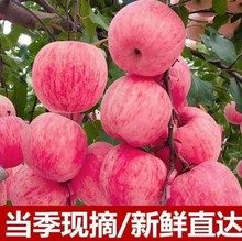 【爆甜冰糖心】新鮮超脆甜紅富士蘋果水果丑蘋果當季現摘整箱批發