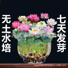 碗莲种子批发莲花睡莲水培无土种植夏天盆栽荷叶鱼缸造景荷花水池