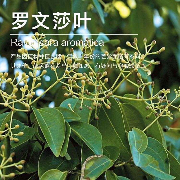 �򻨹�Ӧ����ɯҶ���� ������ȡ ������ ֲ�ﾫ�������������