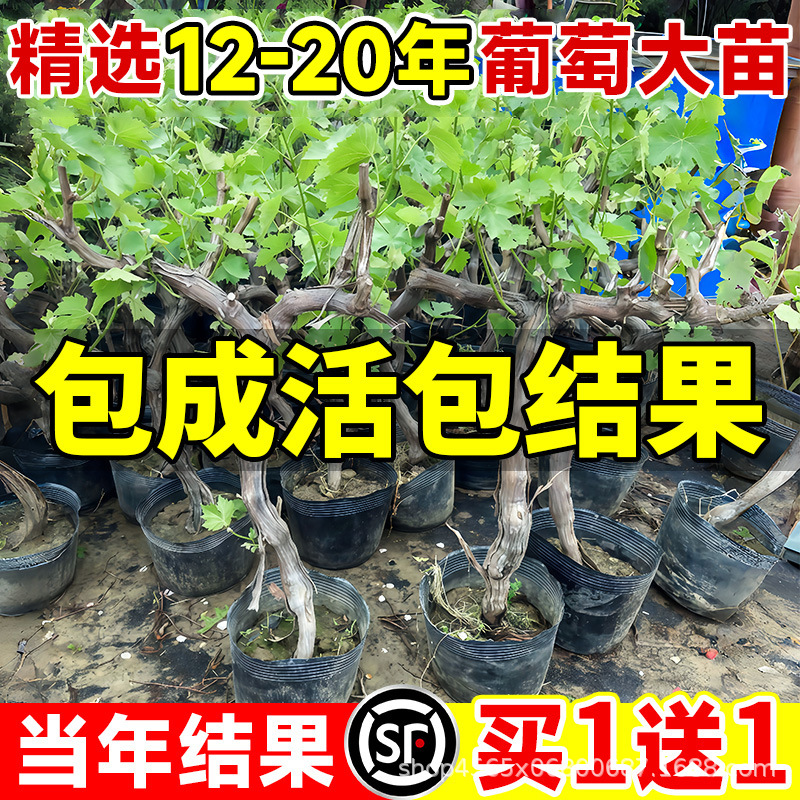 葡萄树大苖巨峰葡萄苗阳光玫瑰蓝宝石爬藤耐寒南北方种植果树果苗