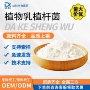 植物乳酸菌粉原料杆菌