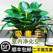 �K������ԾG�}�j����ֲ���҃Ȼ�ˮ��Gֲ������B�lؔ��������ȩ