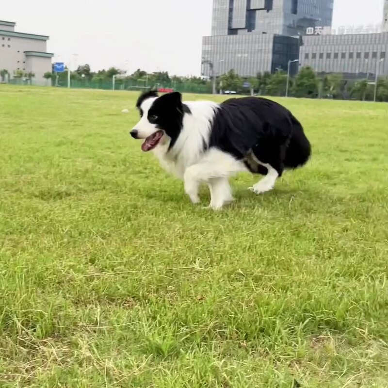 宠物狗弹力球夜光玩具耐咬实心球橡胶啃咬玩具球户外投掷寻回训练|undefined