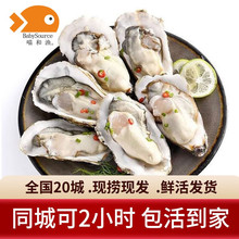 ���͝O�r����� ĵϠ���ش��rؐ�������ʳ�� ���2.5kg��4-5