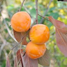 日本甜脆柿子树苗嫁接果树苗南方北方种植当年结果火晶奶油柿子树