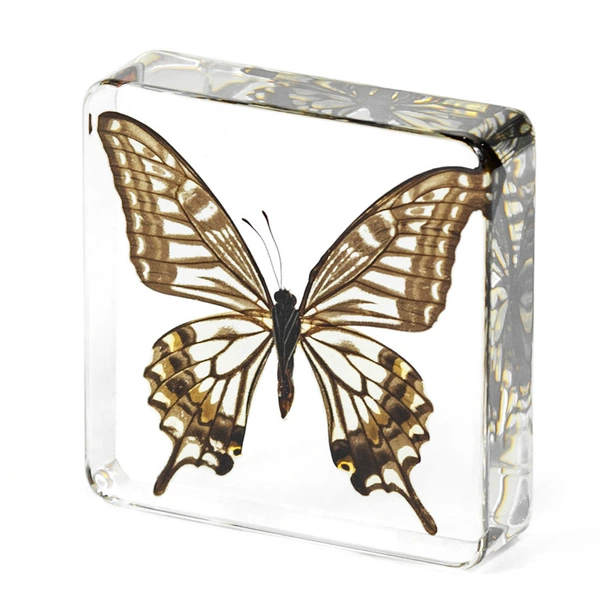 7.5 Fang Shuzhen Citrus Swallowtail