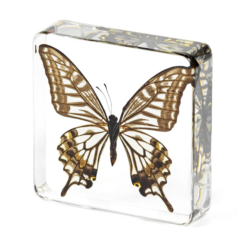 7.5CM 감귤류 애호나비