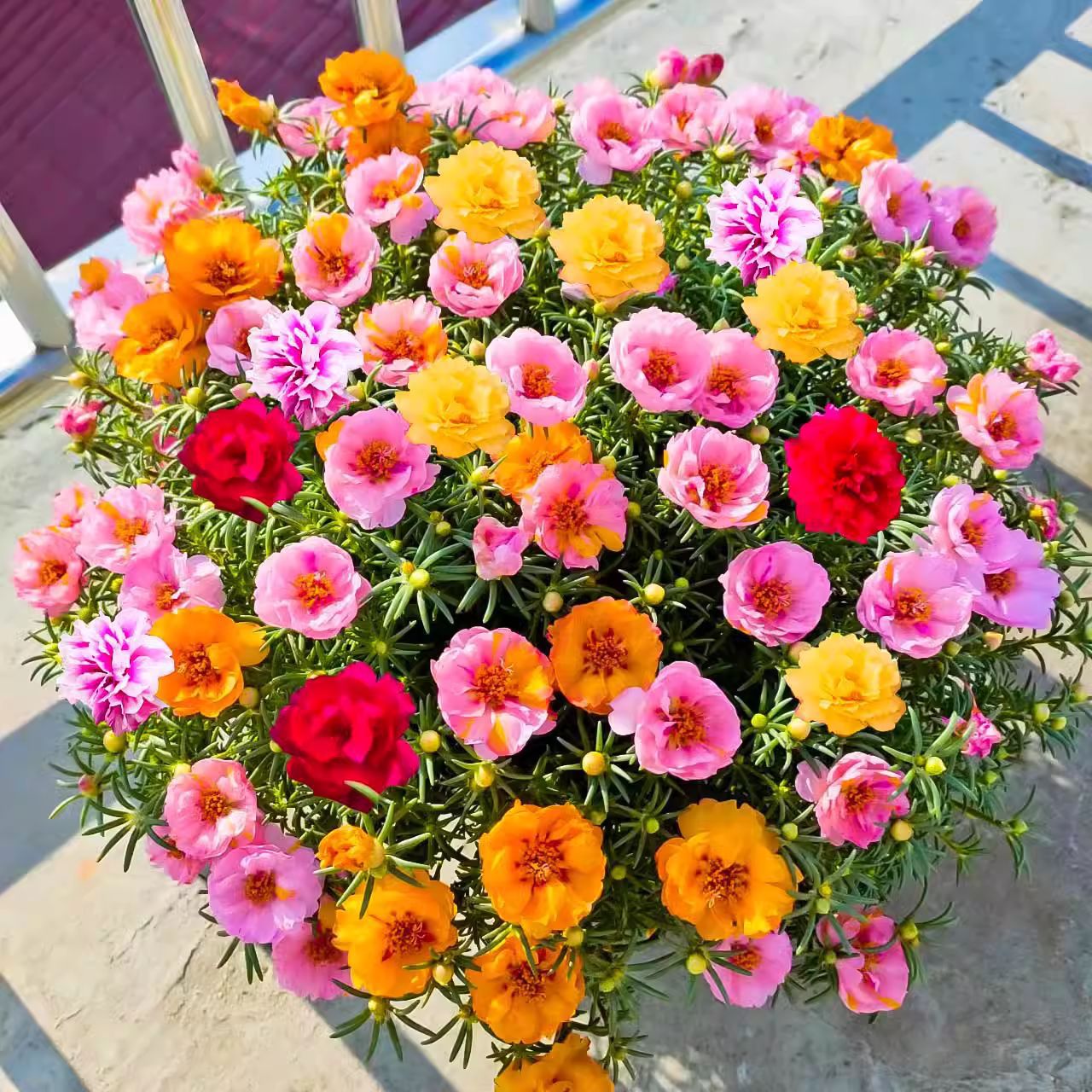 Semillas de flores semillas de cuatro estaciones al por mayor estrella de sol cosmosa de flores