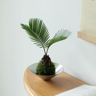 Double-Leaf Ironwood Moss Jade Moss Ball Japanese Zen Style Office Living Room Desktop Easy-To-Grow Hydroponic Plant to Remove Formaldehyde