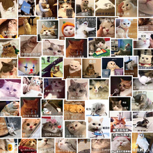 60張喵星人表情包貼紙可愛搞笑小貓手機水杯筆記本防水裝飾表情貼
