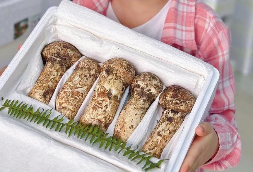 [수출등급] 신선한 송이버섯 12-15cm/1kg