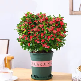 盆栽;花盆容器;盆景