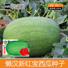懒汉新红宝西瓜种子绿皮大果椭圆老品种西瓜种籽红心懒人西瓜籽种