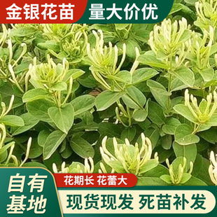 一年金銀花苗圖片 海量高清一年金銀花苗圖片大全 阿里巴巴