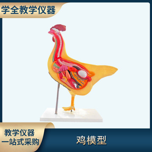 Natural biological model teaching instrument chicken internal anatomy model