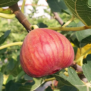 �������l�o������ �����t�o������ �����t�o����С���� ���󃞻�