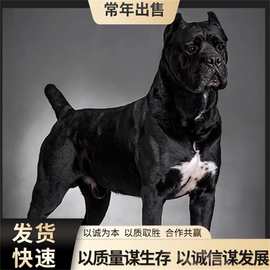 出售纯种卡斯罗犬幼犬活体意大利护卫犬卡斯罗大型猛犬卡斯罗幼犬