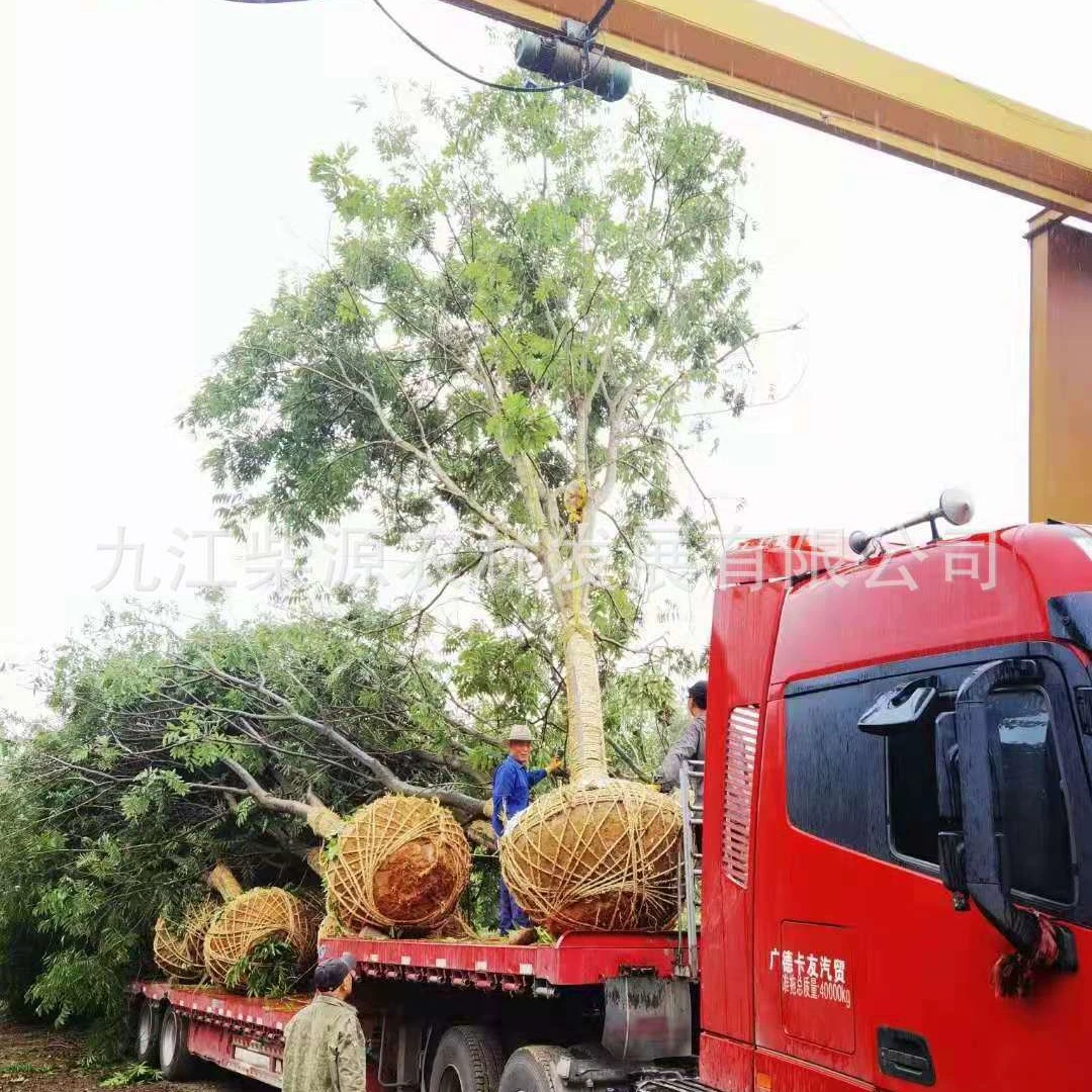 [Основное производство и продажи] Soapberry 5cm Soapberry 15cm Soapberry Tree цена 13см рассыпчатый