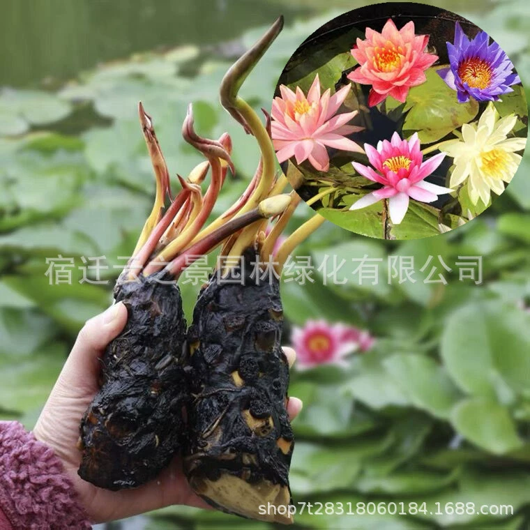 Большие лотосы для прудов, аквариумов и садовых водоемов, с бутонами цветов, растения для гидропоники в горшках.