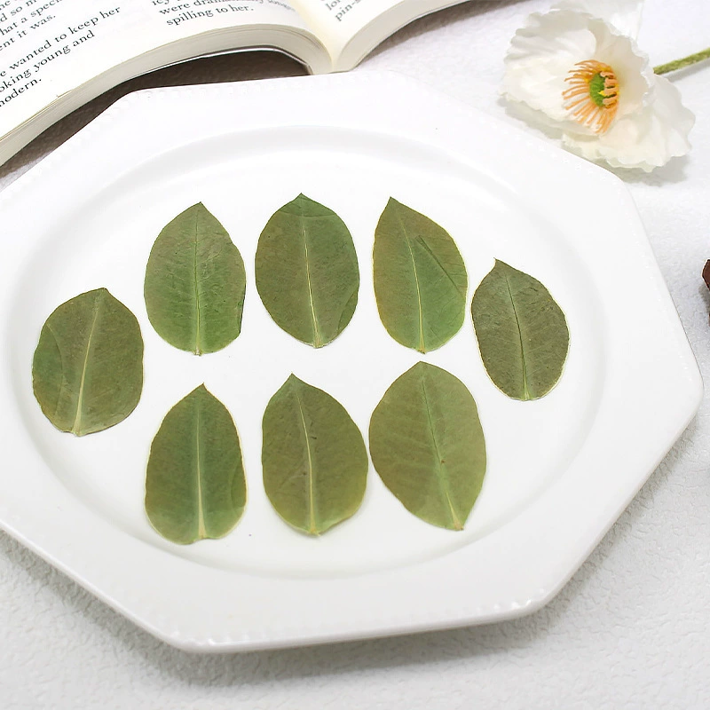 Цветы на листьях настоящие листья образцы растений сушеные цветы тисненые фоторамки закладки настольная лампа ручная свеча DIY материал оптом