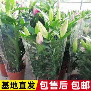 �������玧�����҃��＾�͏d�k�����̨�ļ�ֲ��l؛�r��