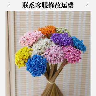 Jelly lipstick dried flower diy daisy home photo props decoration immortal Brazil star flower Glixia