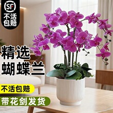 蝴蝶兰带花剑大号盆栽双花剑大苗室内好养活植物盆栽客厅阳台盆栽