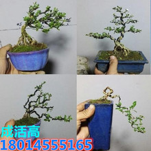 批发六月雪盆景六月雪造型金边六月雪红花盆栽小苗树桩南北方种植