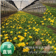 批发多年生菊花种子 花籽 地被矮菊花 茼蒿菊 木春菊等